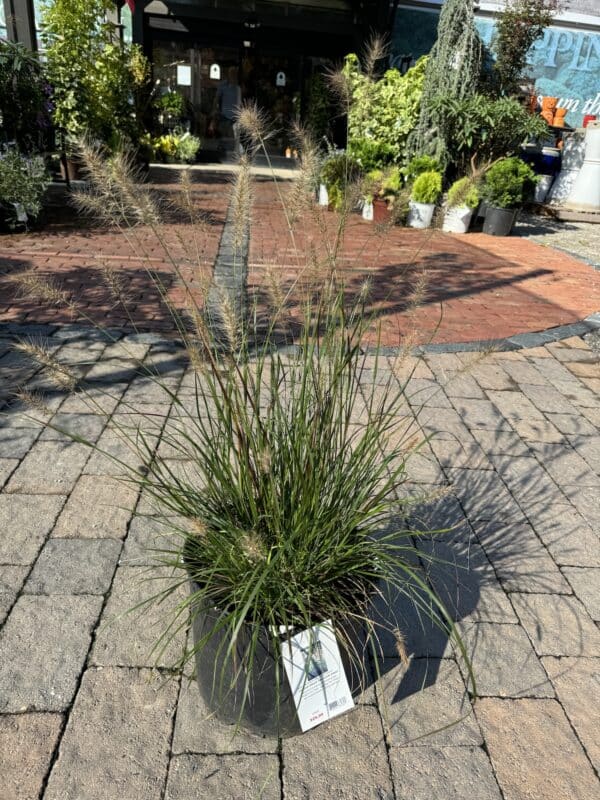 Fountain Grass Cassian Dwarf 3 - Image 2