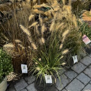 Fountain Grass Cassian Dwarf 3