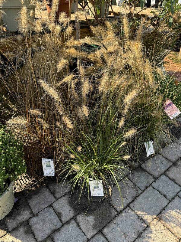 Fountain Grass Cassian Dwarf 3