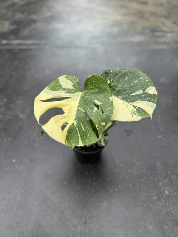 6" Monstera Thai Constellation