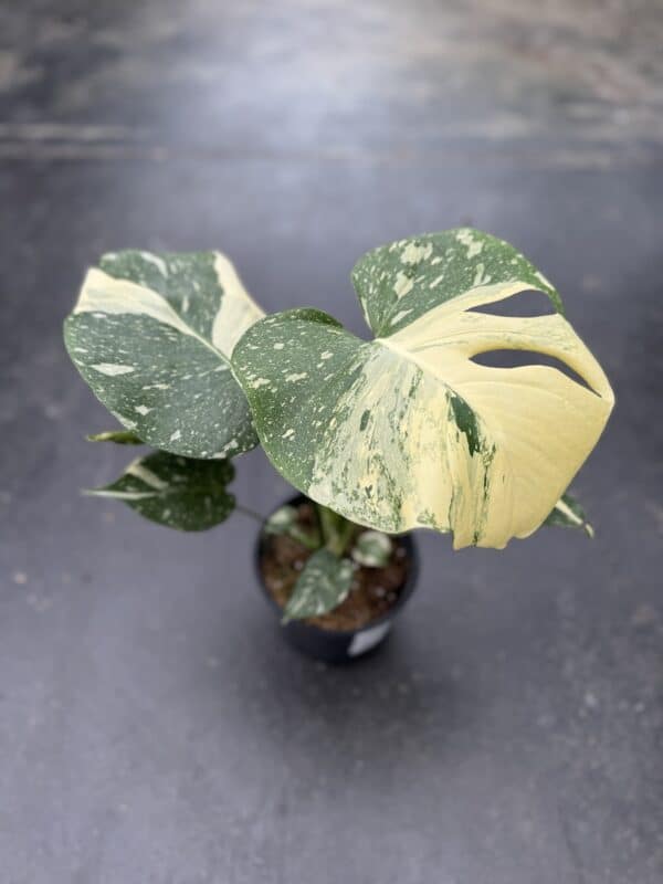 6" Monstera Thai Constellation - Image 2