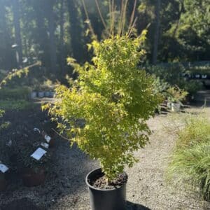 Japanese Maple Bihou #5/7