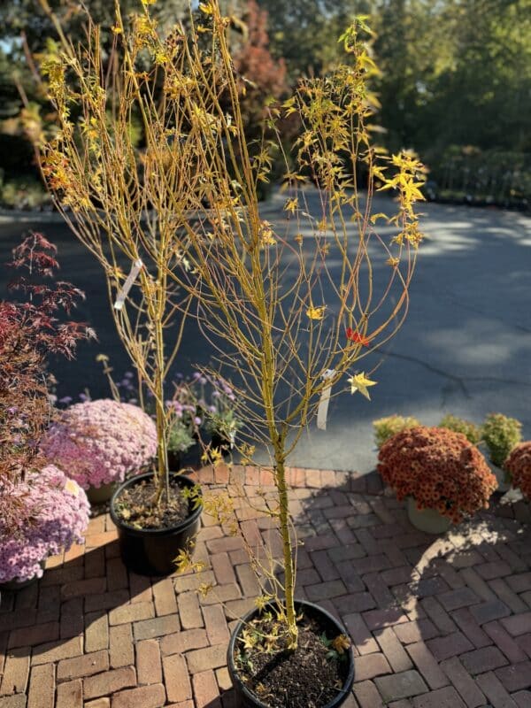 Japanese Maple Bihou #10