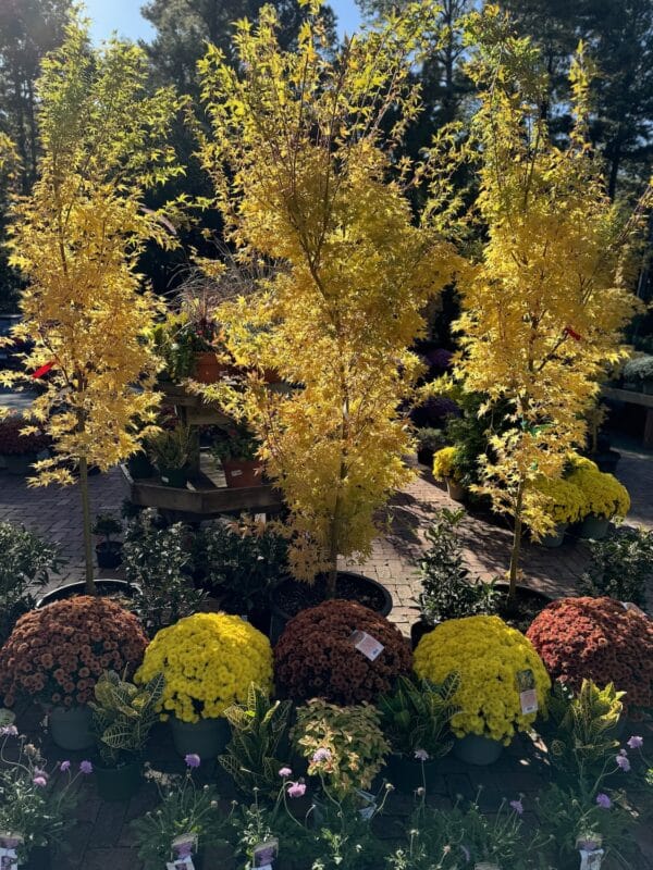 Japanese Maple Coral Bark #15