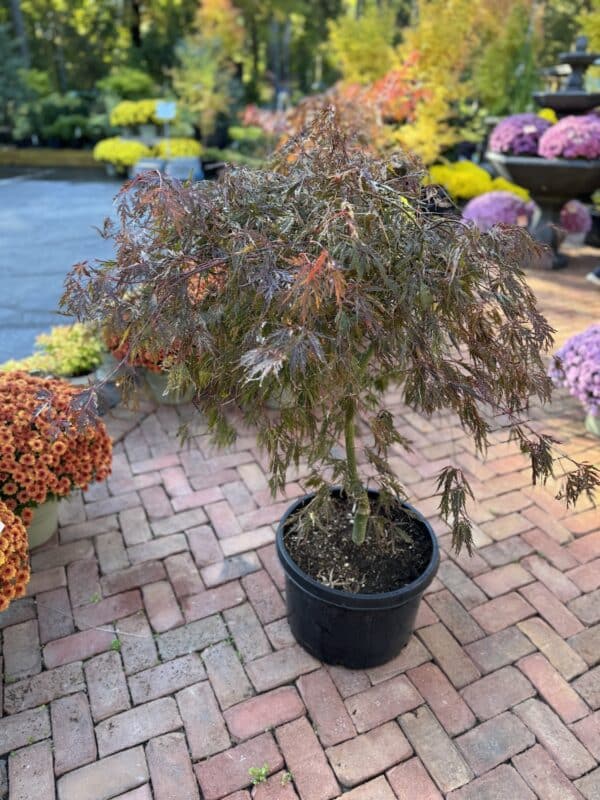 Japanese Maple Tamukeyama #10