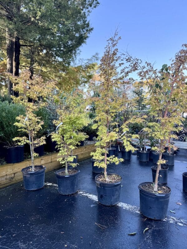 Japanese Maple Coral Bark #7