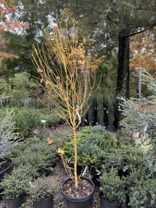 Japanese Maple Bihou #5/7