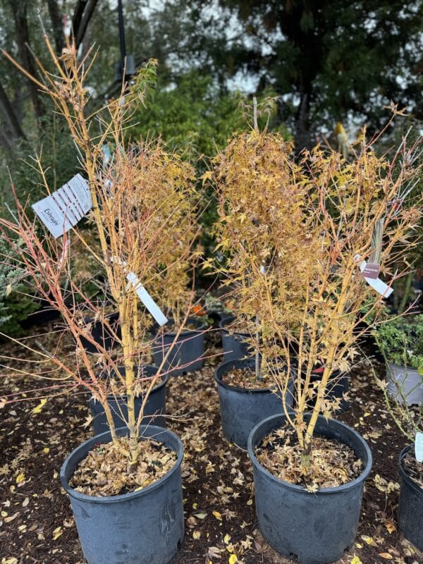 Japanese Maple Bihou #5/7 - Image 2