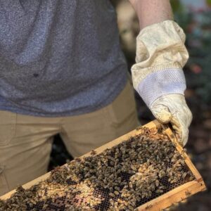 Host-a-Hive Renewal