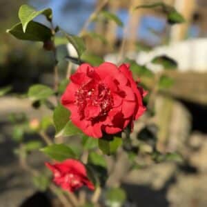 Camellia Japonica April Tryst #3