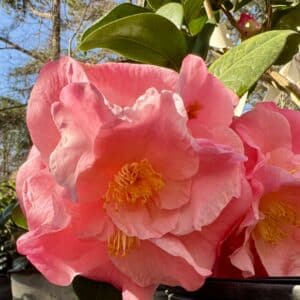 Camellia Japonica Junior Miss #3