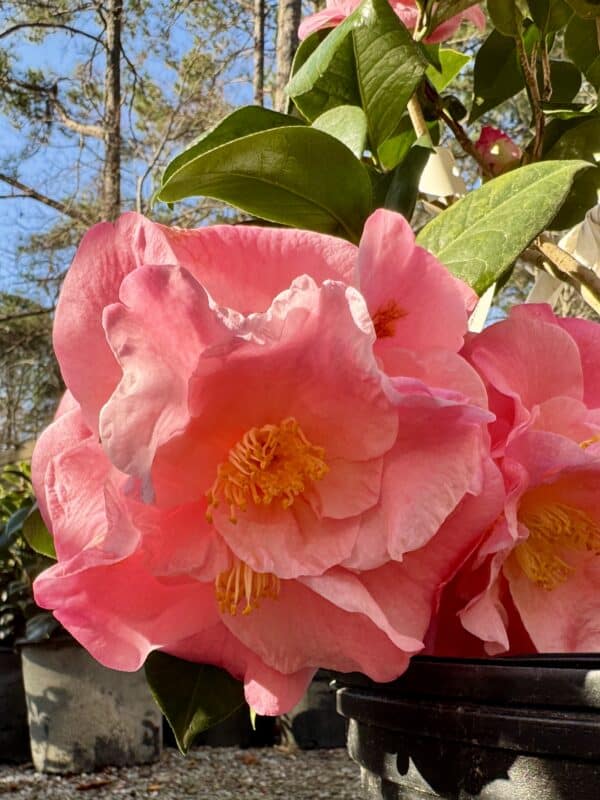 Camellia Japonica Junior Miss #3
