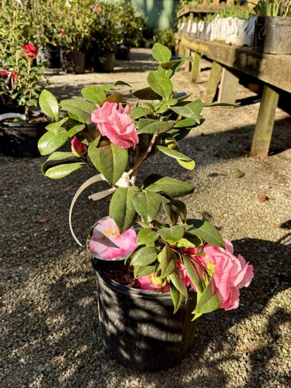 Camellia Japonica Junior Miss #3 - Image 2