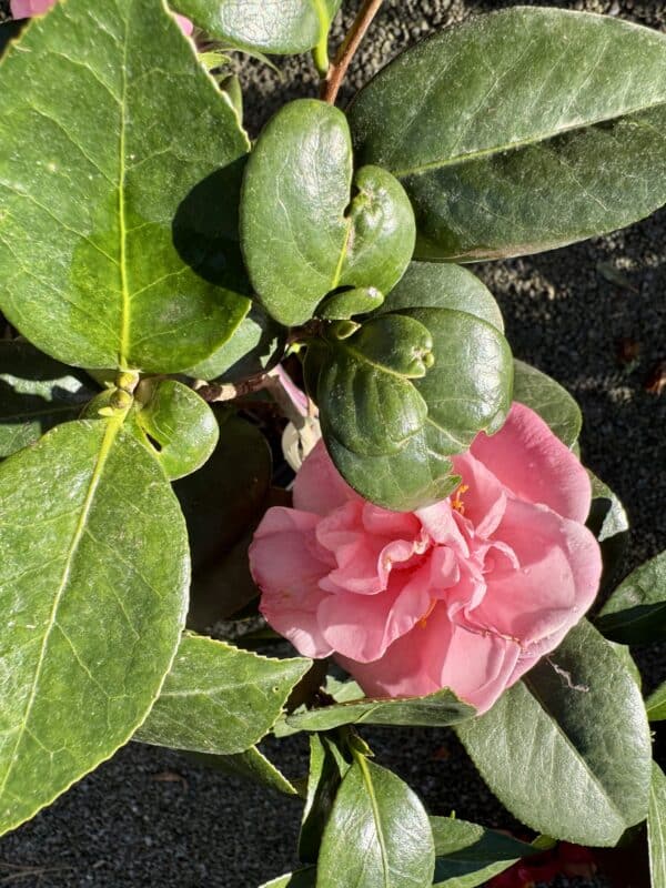 Camellia Japonica Junior Miss #3 - Image 3
