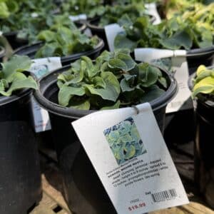 Hosta School Mouse #1