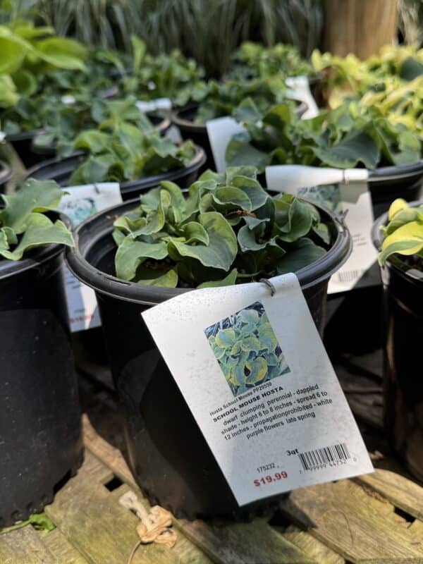 Hosta School Mouse #1