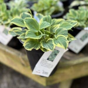 Hosta Cameo #1