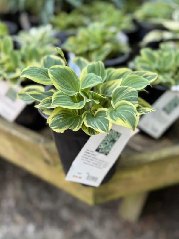 Hosta Cameo #1