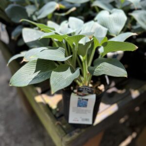 Hosta Halcyon #1
