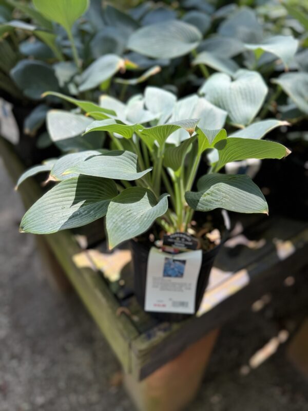 Hosta Halcyon #1