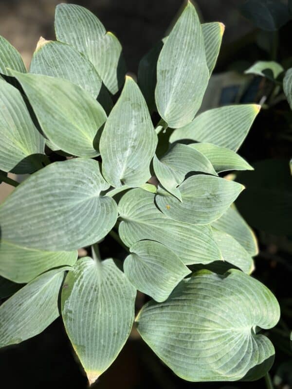 Hosta Halcyon #1 - Image 2
