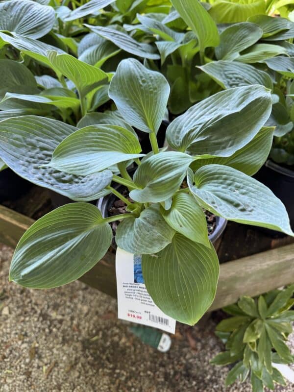 Hosta Big Daddy #1 - Image 3