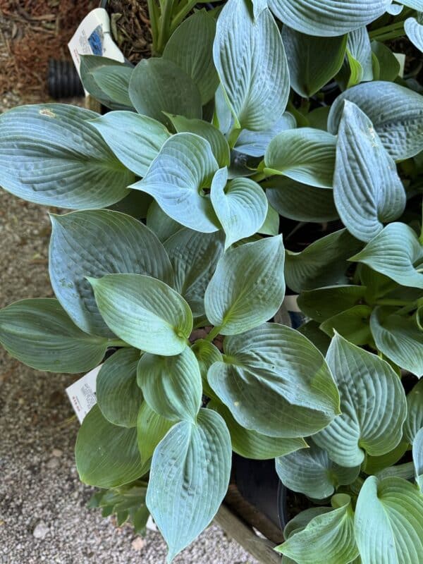 Hosta Big Daddy #1 - Image 2