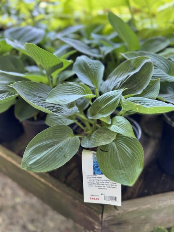 Hosta Big Daddy #1