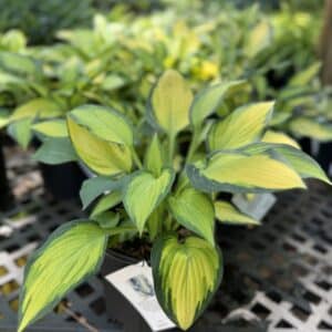 Hosta Happy Dayz #1