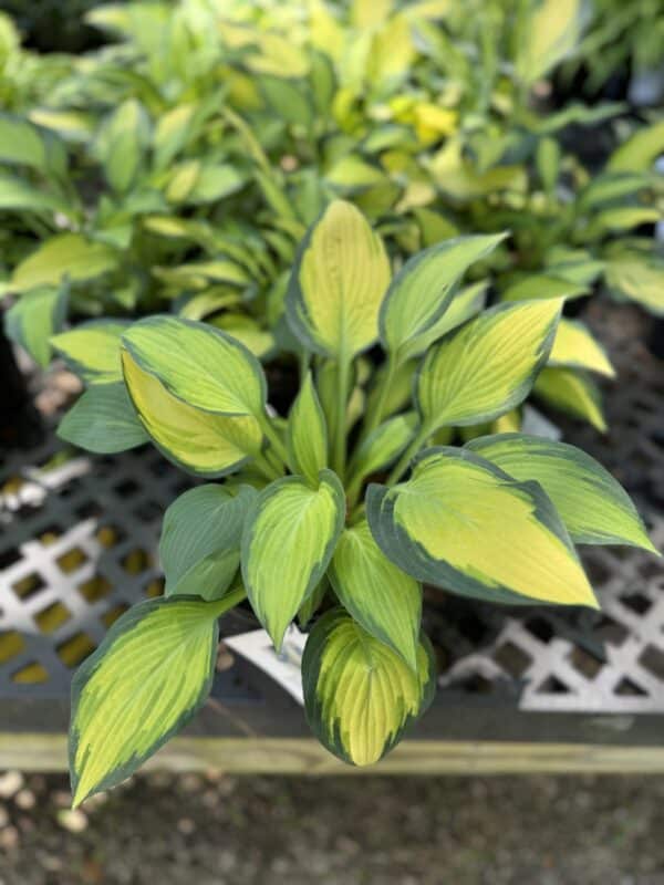 Hosta Happy Dayz #1 - Image 2