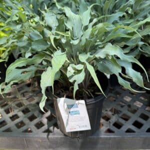 Hosta Wild Imagination #1