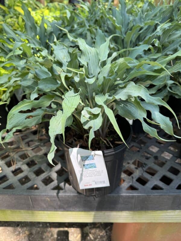 Hosta Wild Imagination #1
