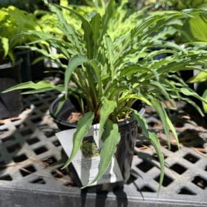 Hosta Curly Fries #1