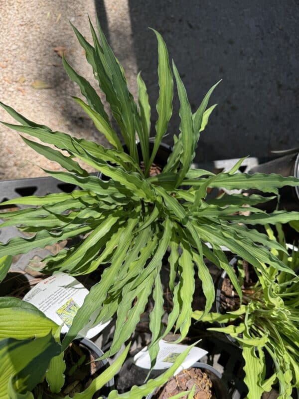Hosta Curly Fries #1 - Image 2