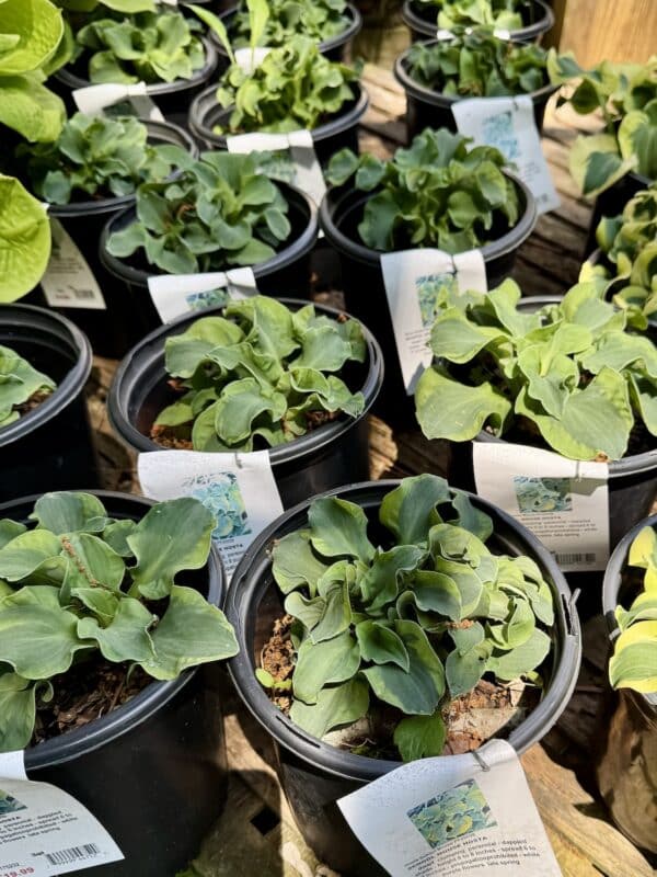 Hosta School Mouse #1 - Image 3