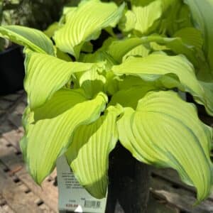 Hosta Lipstick Blonde #1