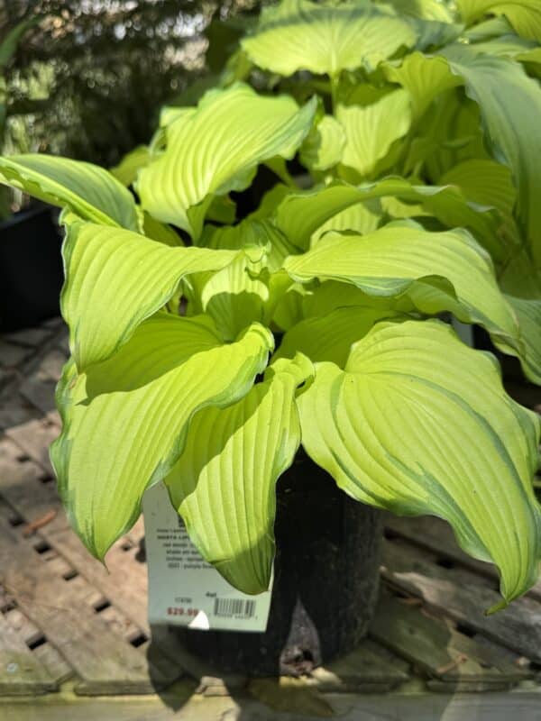 Hosta Lipstick Blonde #1