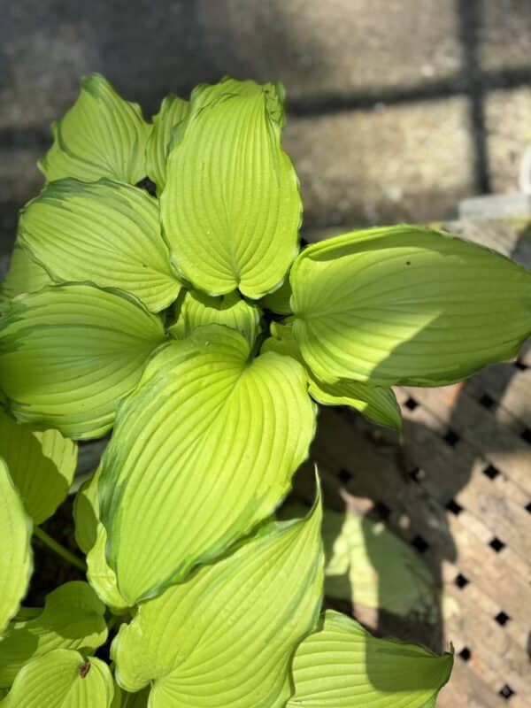 Hosta Lipstick Blonde #1 - Image 3