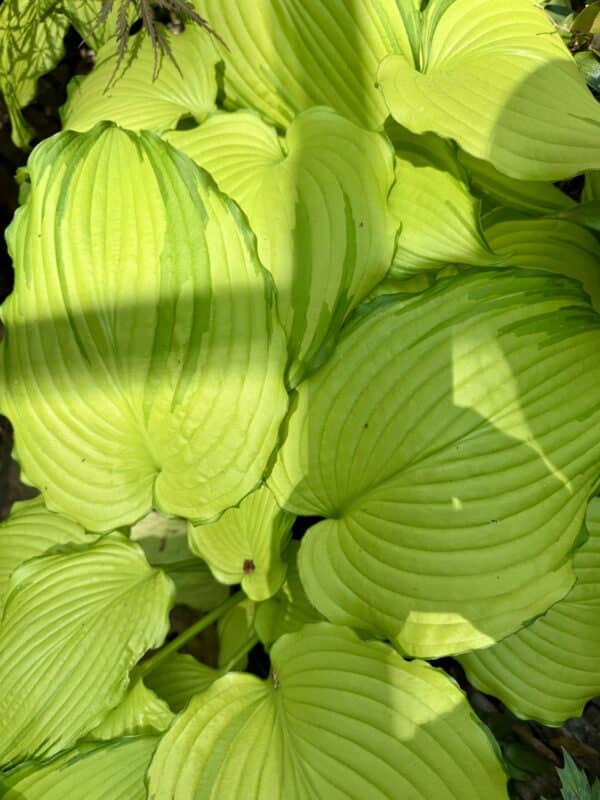 Hosta Lipstick Blonde #1 - Image 2