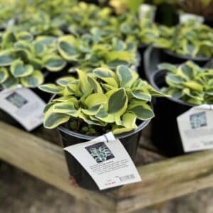 Hosta Mighty Mouse #1