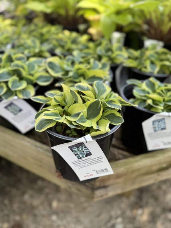 Hosta Mighty Mouse #1