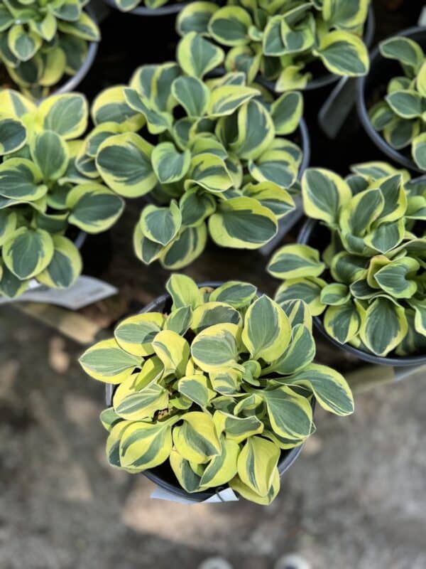 Hosta Mighty Mouse #1 - Image 2