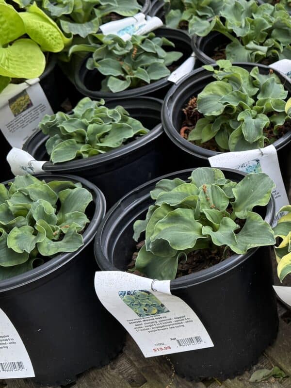 Hosta School Mouse #1 - Image 2
